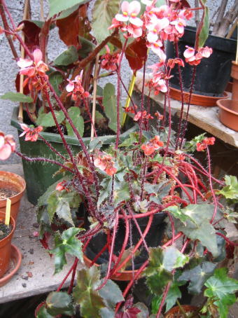 B. ‘Beauregard’